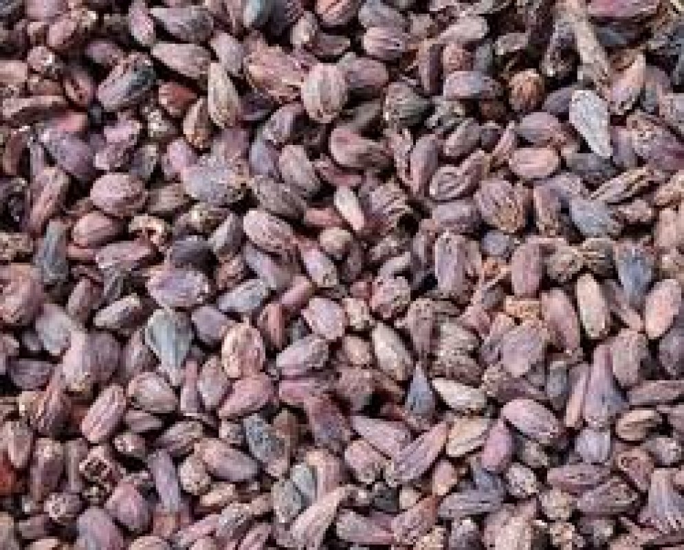 cardamom from Nepal